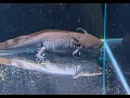 I Found Axolotls in OKC Exploring Exotic Pets Hidden Gems Series