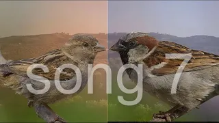 عصفور الدوري الكحالي مجموعة طيور تغرد صافي Song House Sparrow 