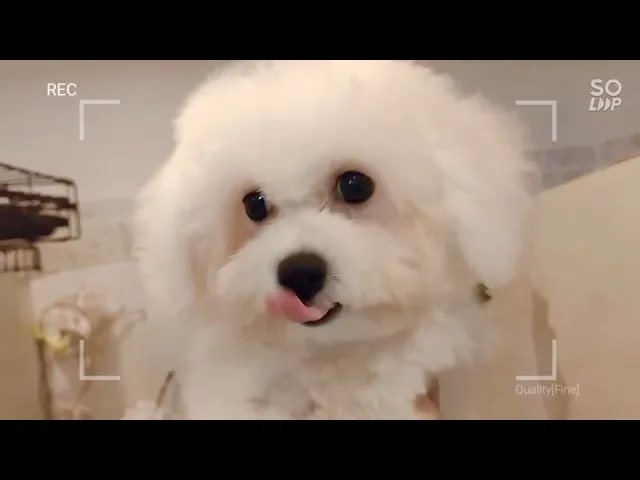 動画