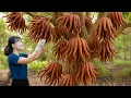 Download Lagu Harvesting Rare  Buddha's Hand Fruit | Making Red Radish Kimchi - Strange Dishes Sold Out Quickly
