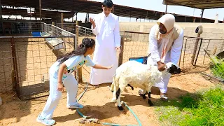 تحدي ميمي تمسك الخروف !