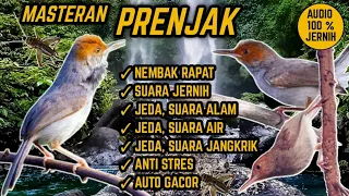 Download SUARA MASTERAN PRENJAK NEMBAK RAPAT ! JEDA, TERAPI AIR \u0026 ALAM. ANTI STRES ! MP3