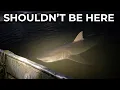 9 Monster Fish Lurking in the Mississippi River That Grow Bigger Than People