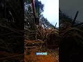 Download Lagu een groepje bamboe bomen met de grond gelijk gemaakt #feedshorts #shortvideo #shorts