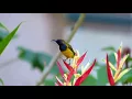 Download Lagu SUARA BURUNG SOGOK ONTONG