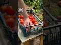Download Lagu Farmers, Keep Tomatoes Fresh for 2 Months! Method with Hay! #farming