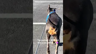 #Fyp #dream #YouTube #doberman #pets