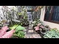 Download Lagu VIRAL NIH❗ BELAJAR DARI BU SUJI CONTOH DESAIN TERAS RUMAH BERSIH FULL BEGONIA \u0026 TANHIAS MUMBYUK² 👍