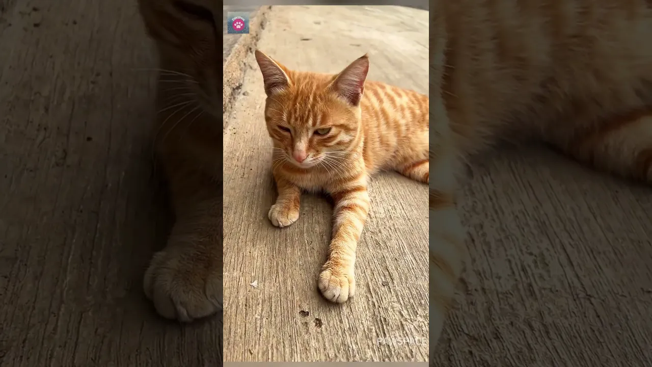 Cute cat# #cat