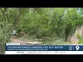 Tucson Botanical Gardens acquires Yume Japanese Gardens