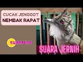 Download Lagu CUCAK JENGGOT TEMBAKAN RAPAT ‼️- MEMANCING EMOSI‼️