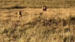 Male Lion Takes on Two Nomads Alone