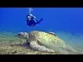 Download Lagu Oasis Dive Resort Marsa Alam, Ägypten, Werner Lau \u0026 Sinai Divers
