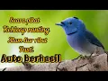 Download Lagu SUARA PIKAT SELENDANG BIRU,KEHICAP RANTING 💯% AMPUH,LANGSUNG KUMPUL