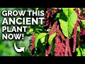 Download Lagu Amaranth: The Prehistoric Crop You Can Still Grow 🦕