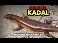 Download Lagu EREK EREK KADAL 2D 3D 4D \u0026 ARTI MIMPI TENTANG KADAL