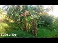 Download Lagu Vlog Dipesawahan