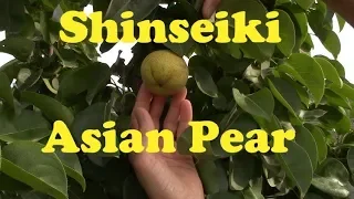 Download Shinseiki Asian Pear in AZ MP3