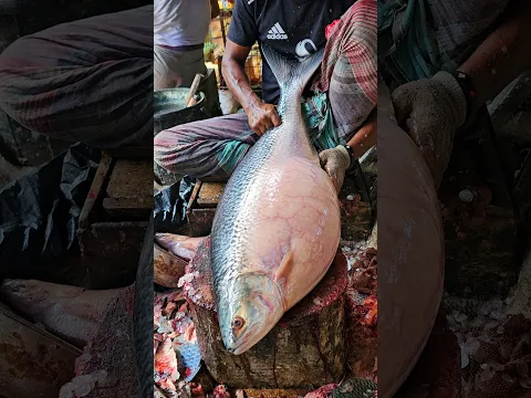 Today Delicious Big Hilsa Fish Cutting Live In Fish Market | Ilish Fish Cutting Video #shorts