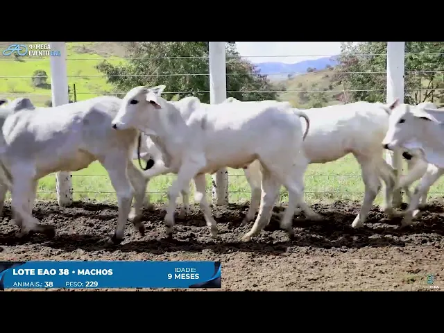 Lote 38