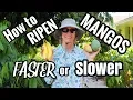 Download Lagu HOE MANGO'S LATEN RIJPEN! VERSNELLEN OF VERTRAGEN