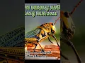 Download Lagu Masteran dari belalang raja terjernih