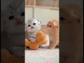 “Crying Kitten Making the Softest Little Meows”