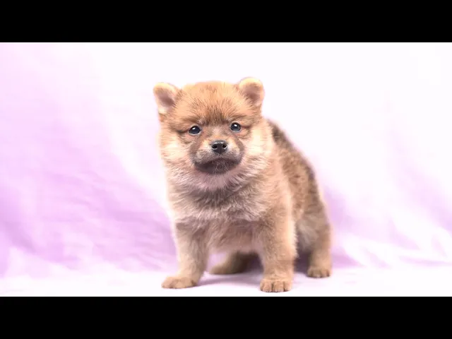 動画
