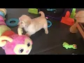 Mattiaci Goldens