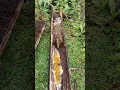 Download Lagu makukuha din kita.