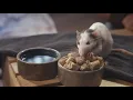 Field Forest Rat