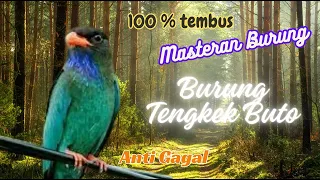 Download MASTERAN BURUNG SUARA TENGKEK BUTO MP3