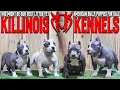 EXTREME AMERICAN BULLY PUPPIES FOR SALE FROM THE WORLD FAMOUS KILLINOIS KENNELS