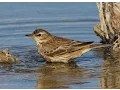 Download Lagu Water Pipit (Anthus spinoletta) (Linnaeus,1758) Νεροκελάδα - Cyprus