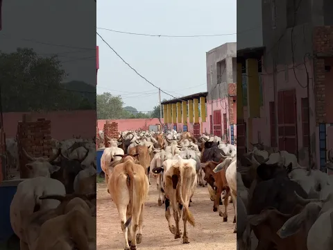 Jai Gau Mata 🙏 #viralshorts #gaumata