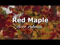 Urban Trees - Red Maple