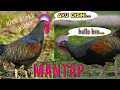 Download Lagu Suara Ayam Hutan Hijau Memanggil Teman nya.... | Gallus Varius | Green Junglefowl