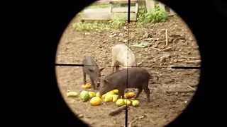 صيد الخنزير بنادق Pcp شوف تأثير الرصاص البنادق الضغط الهواء علي الحيوانات 