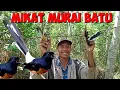 Download Lagu Hari yang penuh bahagia mikat murai batu yang luar biasa
