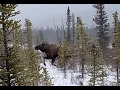 Three Bullets in the 375 Win Is it Moose Worthy 1080p