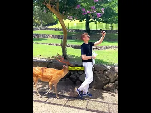 Những chú hươu này làm bạn với người