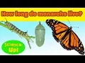 Monarch Q A How long do monarchs live