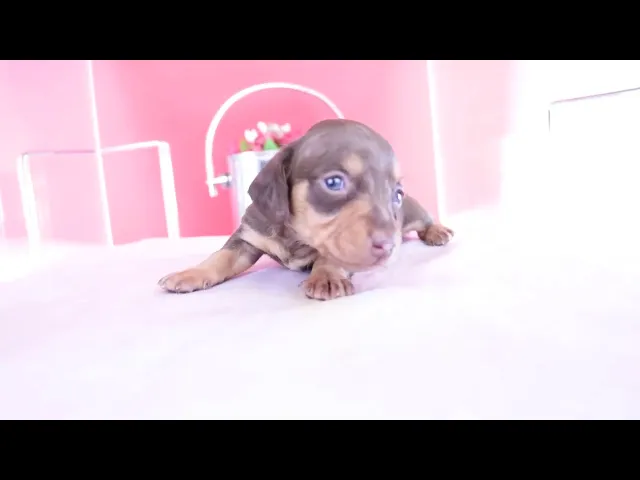 動画
