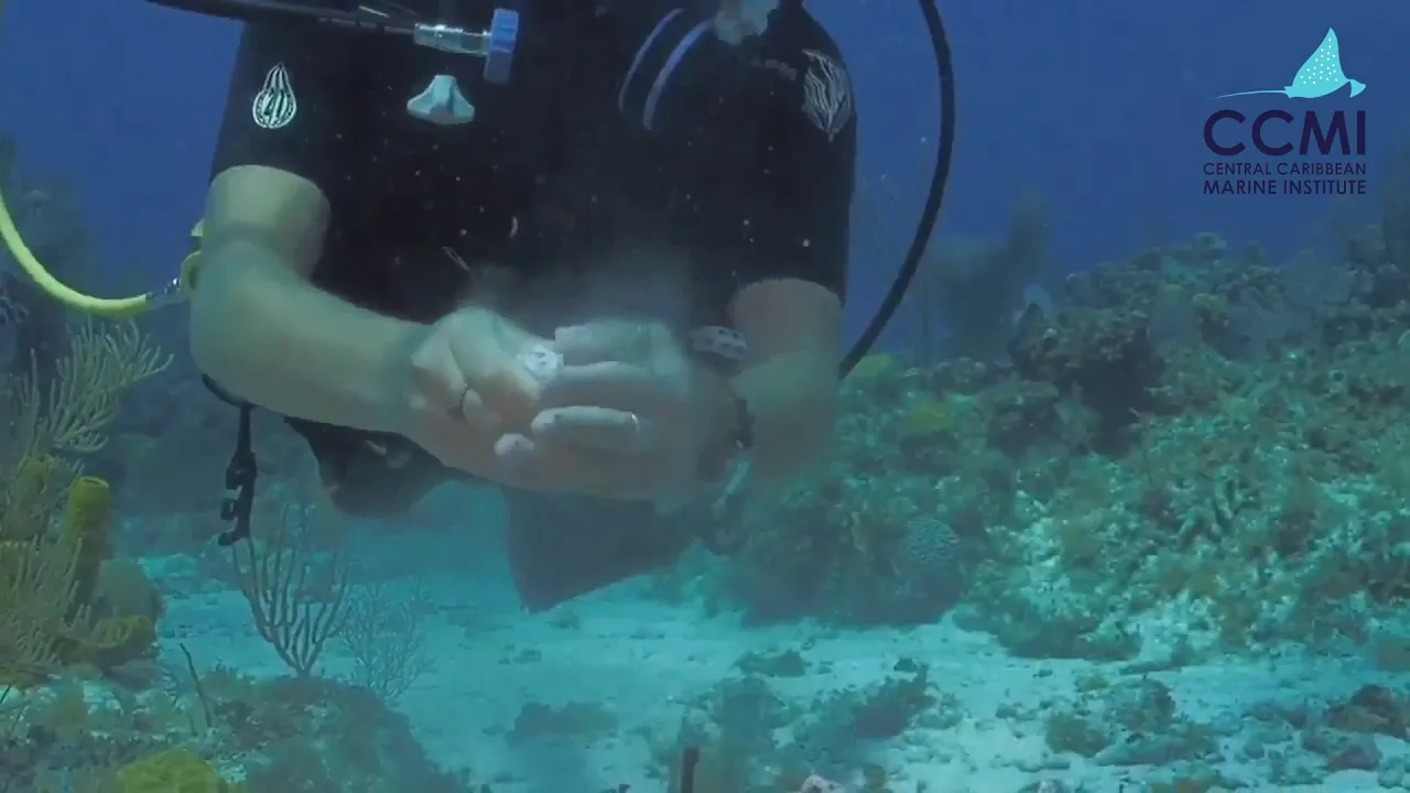 Reefs Go Live: How Do Scientists Grow Corals? - Outplanting