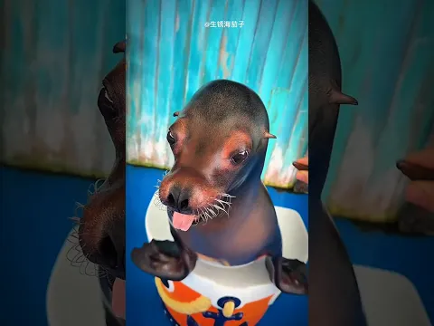 Sea Lion got Pranked! 😱🤣🥜