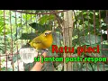 Download Lagu suara pleci betina lenjeh memanggil jantan auto respon GACOR seketika