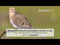 Mourning Dove Calls & Sounds (2026) - The THREE noises these birds make!