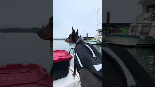 #fyp #dream #fypシ #pets #doberman