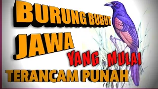 burung but but jawa yang mulai terancam kepunahan nya
