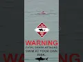 Download Lagu Great White Ambush: Jaw-Dropping Shark Attack Filmed Up Close!
